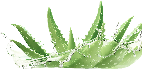 aloe